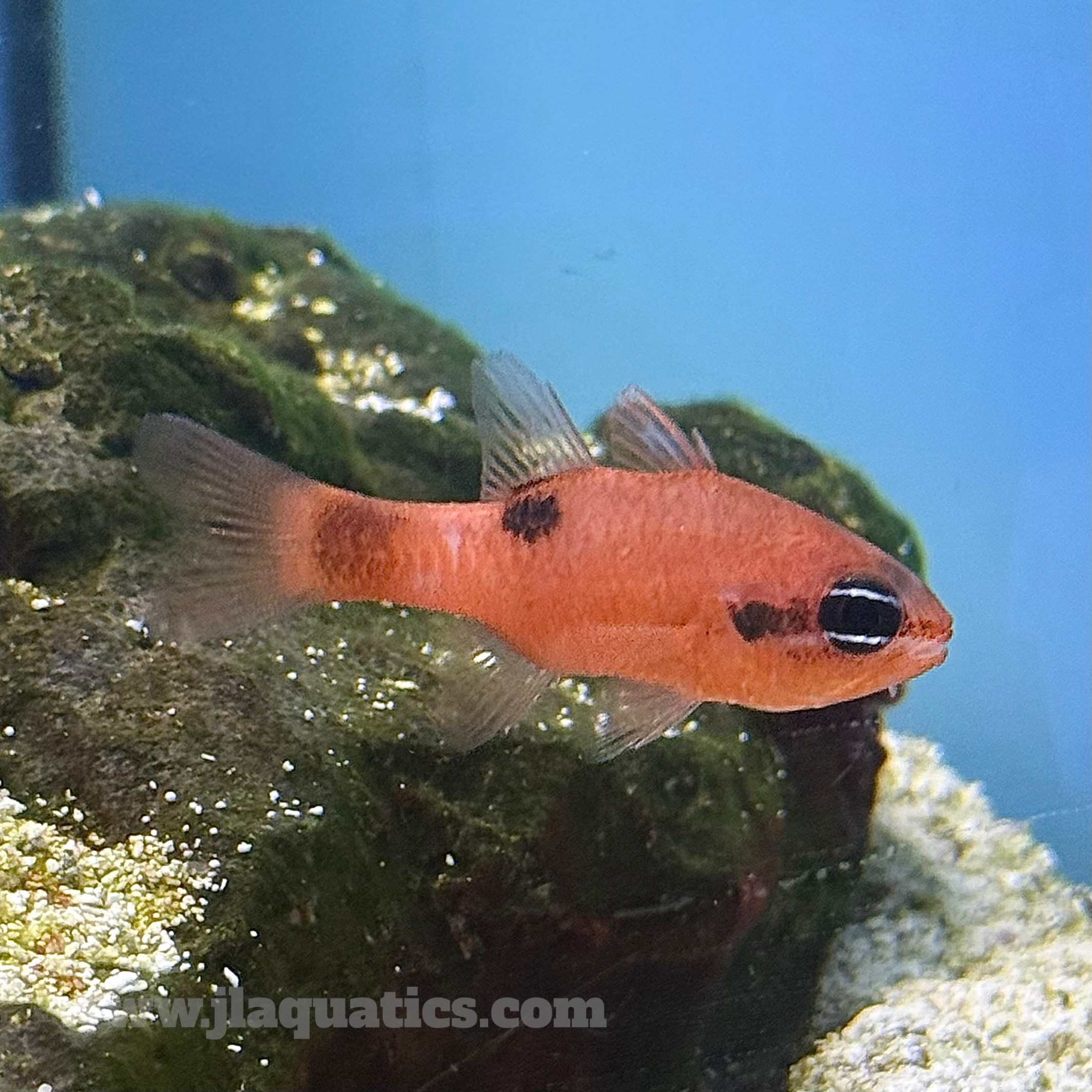 Flame Cardinal (Atlantic)