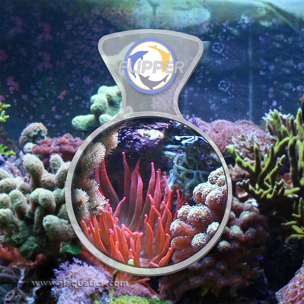 Flipper DeepSee Clear Magnifier being used in a reef aquarium