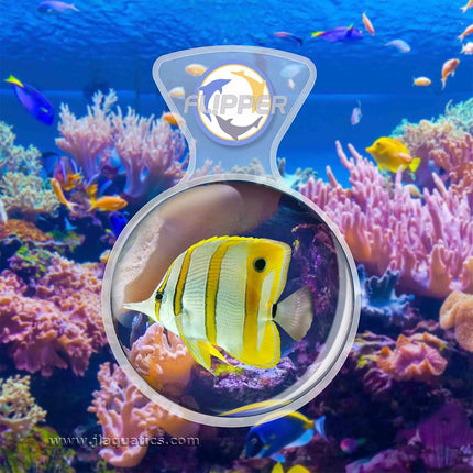 Flipper DeepSee Clear Magnifier being used in a saltwater aquarium