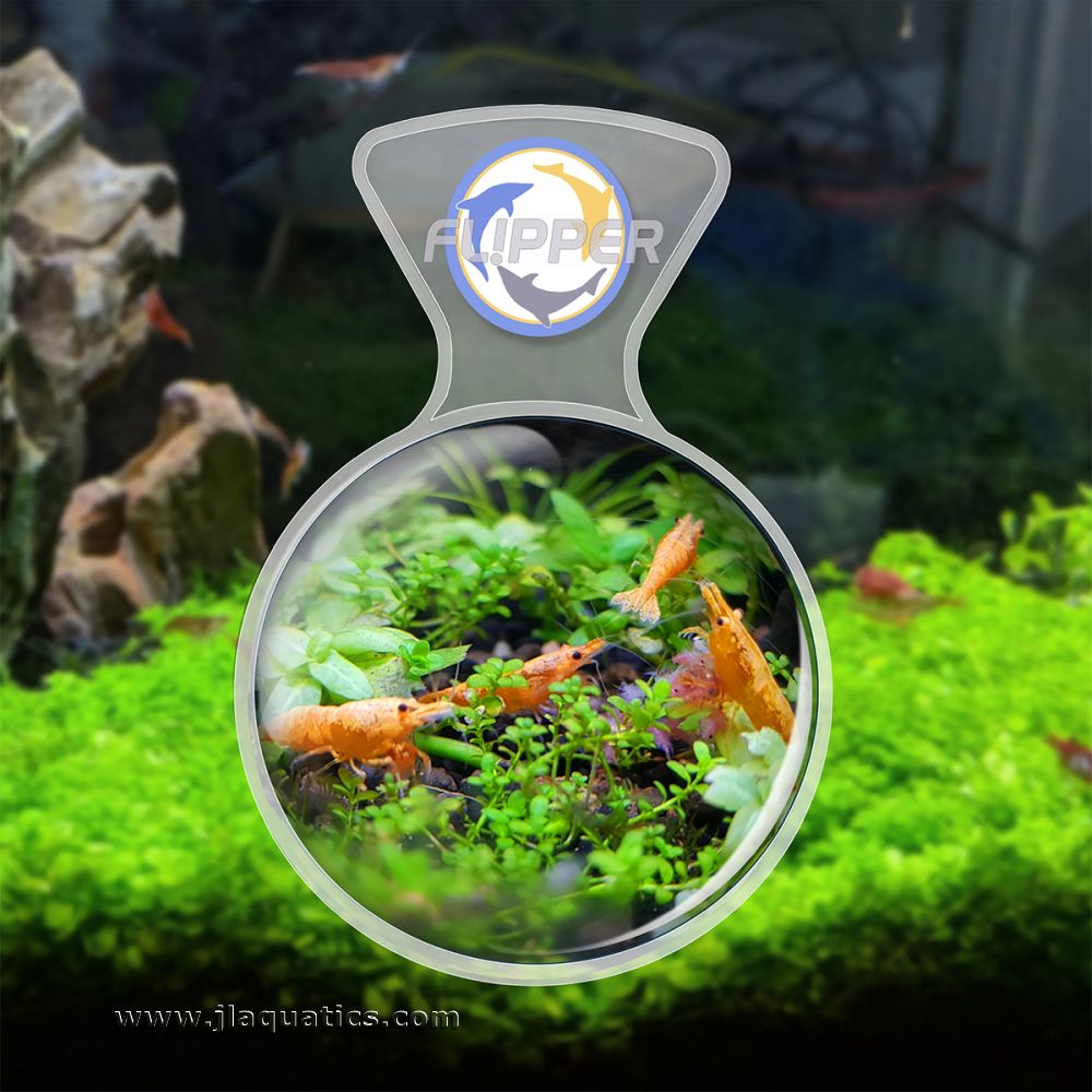 Flipper DeepSee Clear Magnifier being used in a freshwater aquarium
