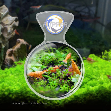 Flipper DeepSee Clear Magnifier - Max being used to view freshwater shrimp