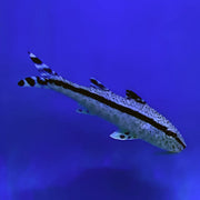 Freckled Goatfish