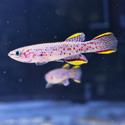 Gardneri Killifish