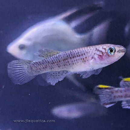 Gardneri Killifish