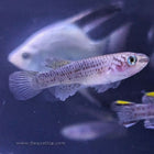 Gardneri Killifish