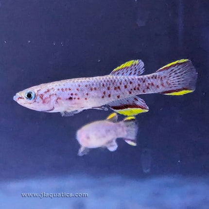 Gardneri Killifish