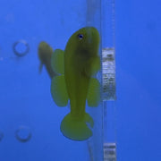 Yellow-Green Clown Goby