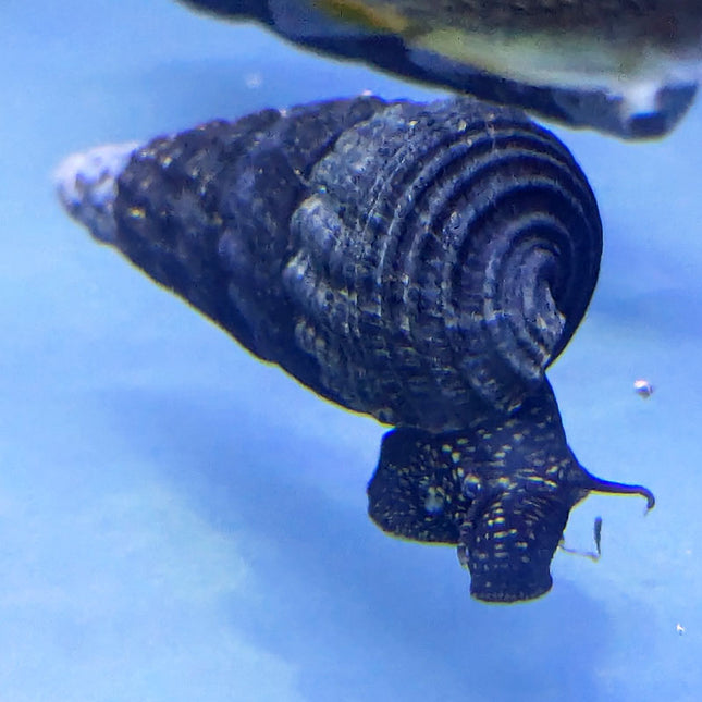 Golden Spotted Rabbit Snail