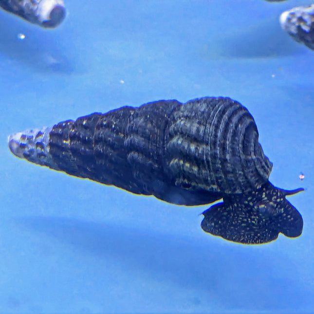 Golden Spotted Rabbit Snail