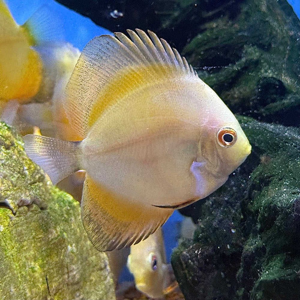 Golden Crystal Discus