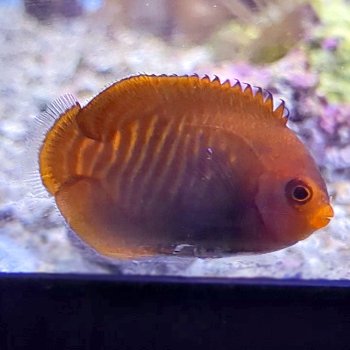 Golden Angel (Tank Raised)