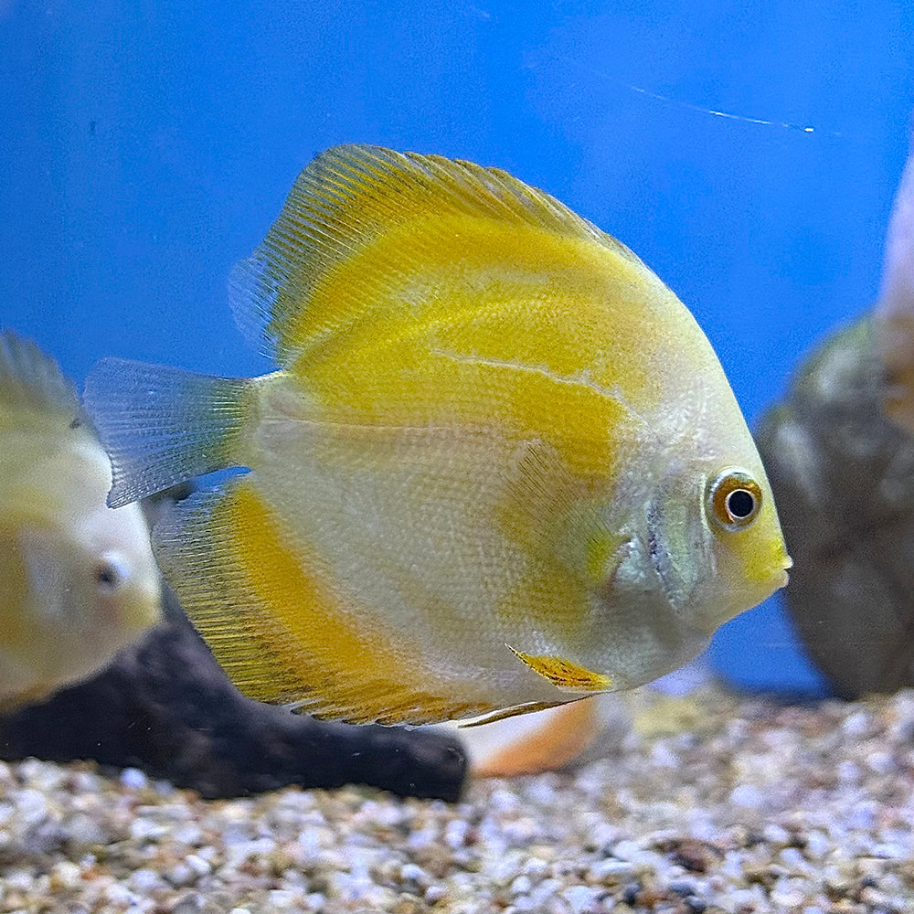 Golden Crystal Discus