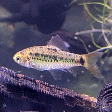 Golden Barb