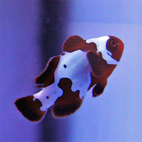 Gold Lightning Maroon Clownfish