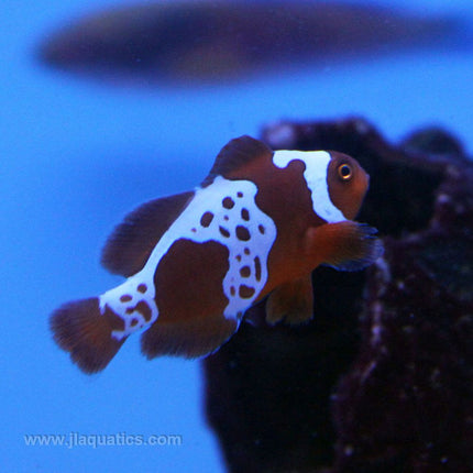 Maroon (Gold Lighting) Clownfish (Tank Raised)