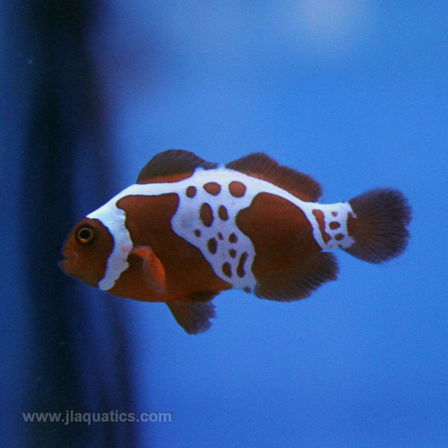 Maroon (Gold Lighting) Clownfish (Tank Raised)