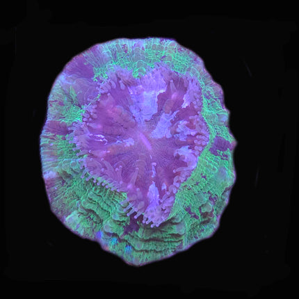 Green/Purple Donut - B13