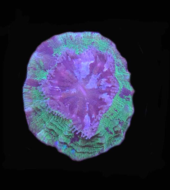 Green/Purple Donut - B13