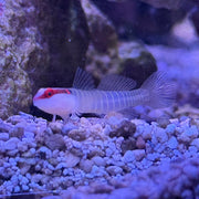 Green Banded Goby