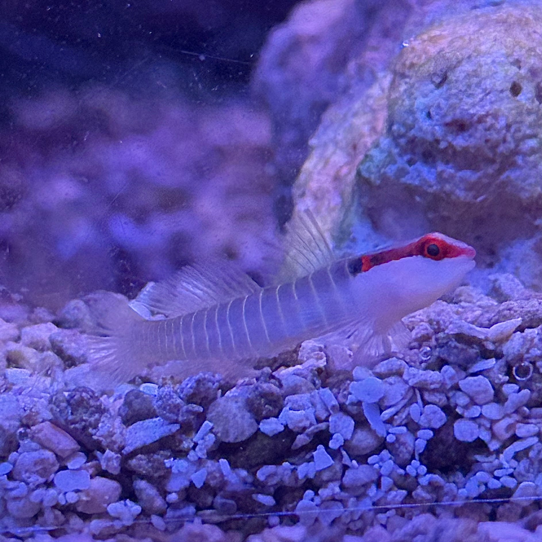 Green Banded Goby
