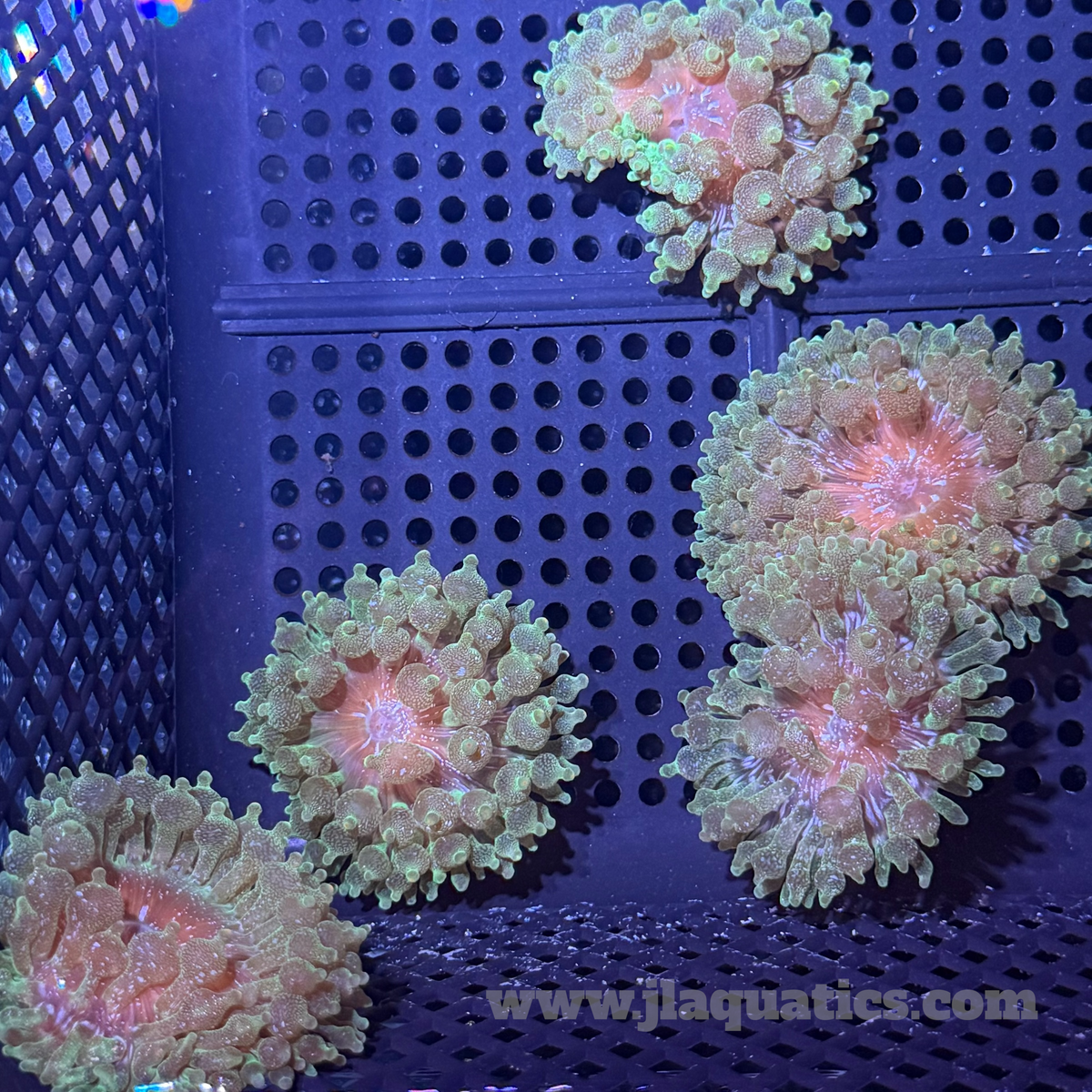 Bubble Anemone - Green