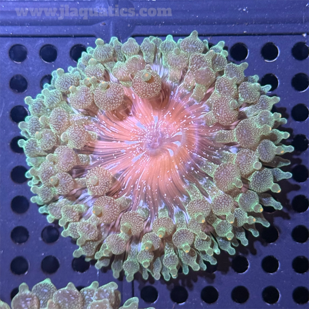 Bubble Anemone - Green