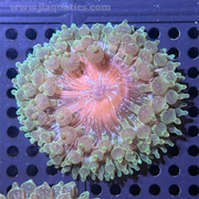 Bubble Anemone - Green