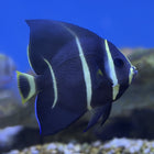 Grey Angel - Juvenile (Atlantic)