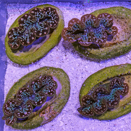 Maxima Giant Clam - B Grade