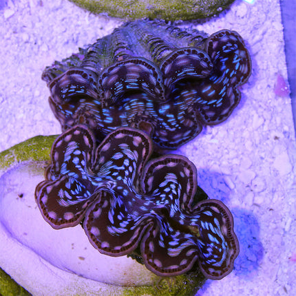 Maxima Giant Clam - A Grade