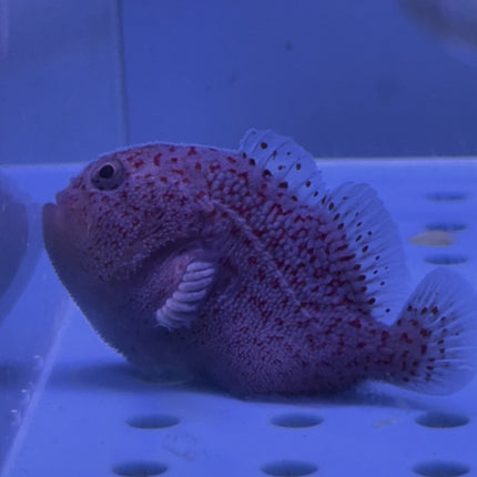 Gumdrop Coral Croucher (Indian Ocean)