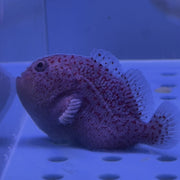 Gumdrop Coral Croucher (Indian Ocean)