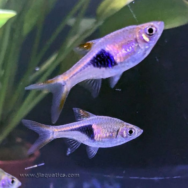 Harlequin Rasbora