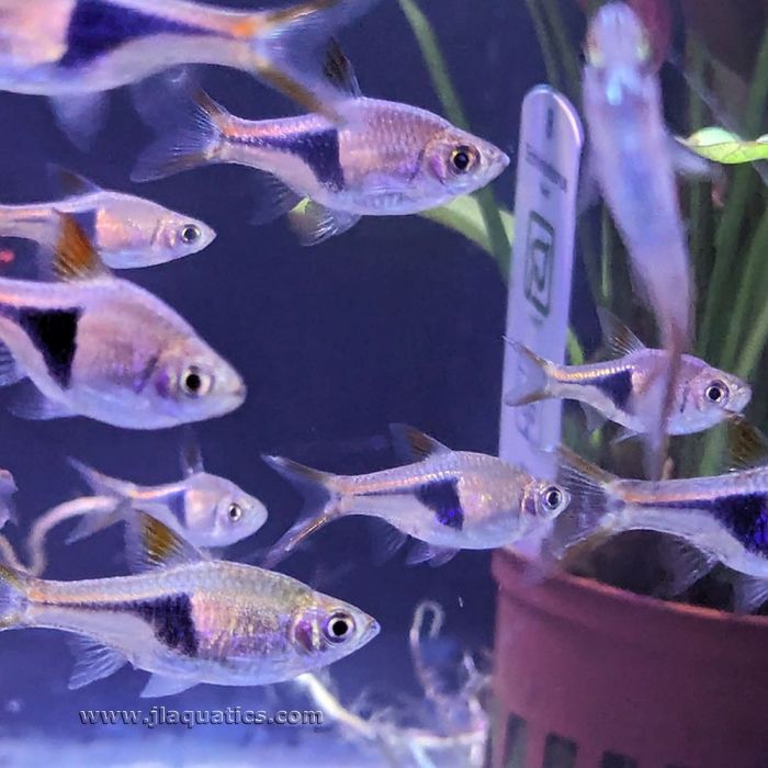 Harlequin Rasbora