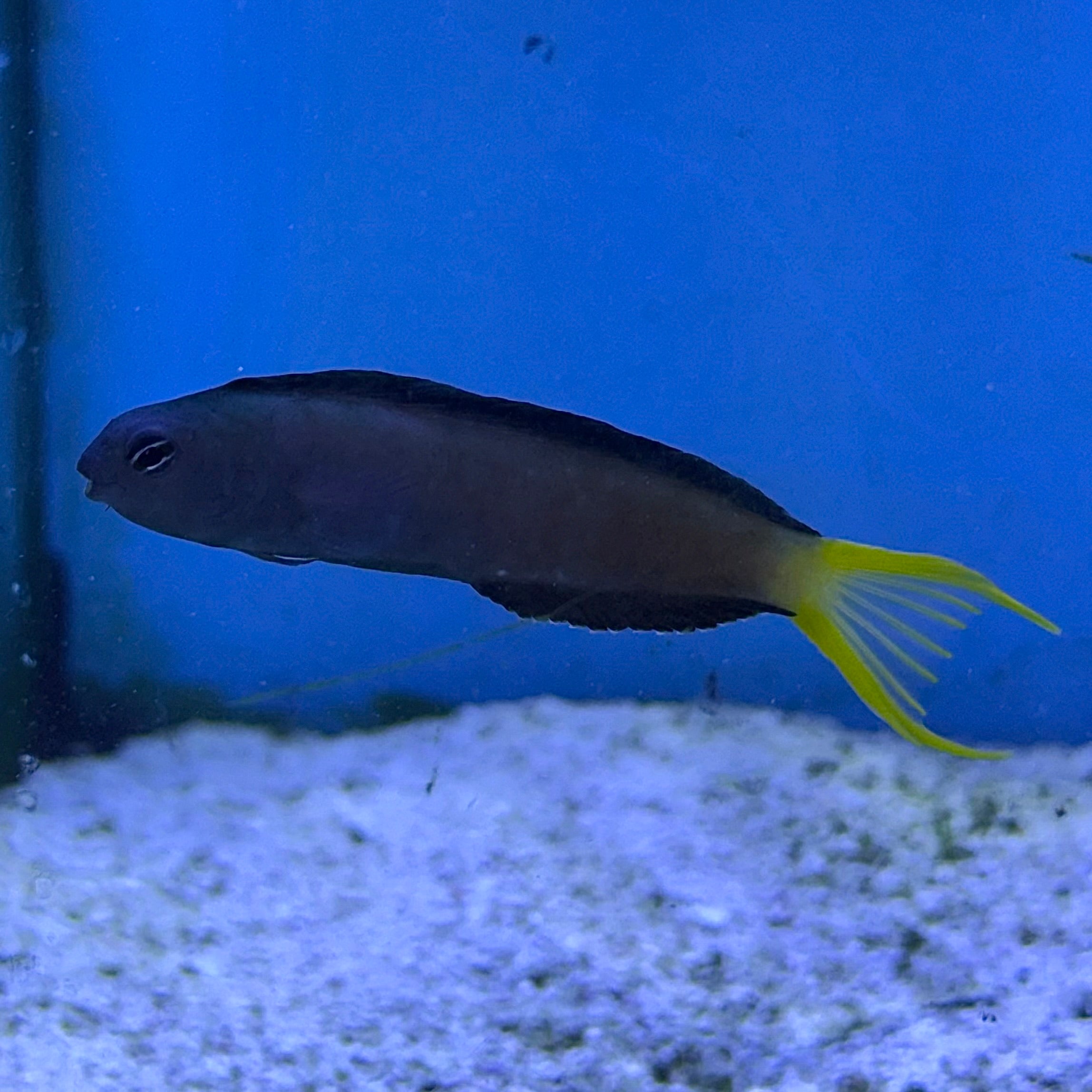 Harptail Blenny