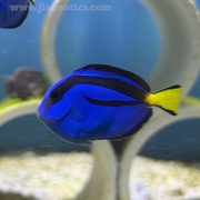 Hippo Tang (Tank Raised)
