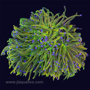 Torch Coral - Holy Grail