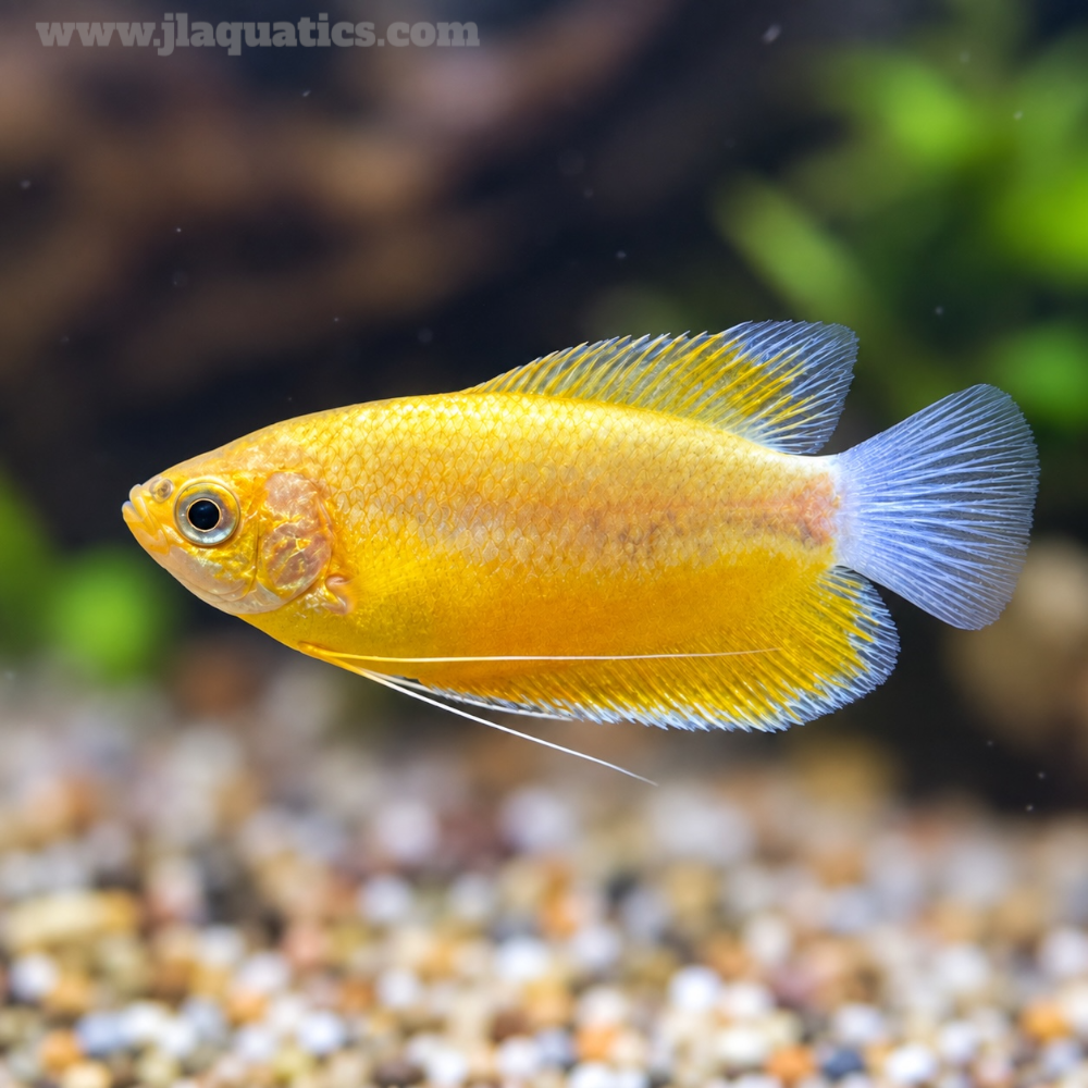 Honey Gourami