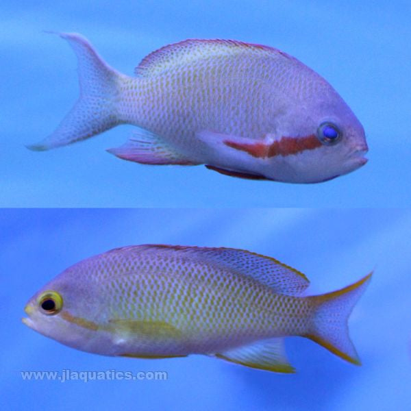 Male and female Hutchii anthias side by side images.