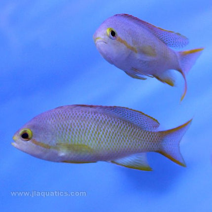 A pair of female Hutchii anthias for saltwater reef tanks