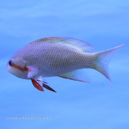 Male Hutchii Anthias side view