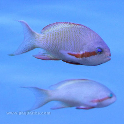 Two male Hutchii anthias - side views