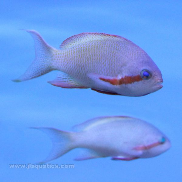Two male Hutchii anthias - side views