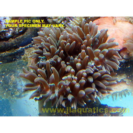 Buy Bubble Anemone (Asia Pacific) in Canada for as low as 34.95