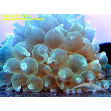 Buy Bubble Anemone - Green (Asia Pacific) in Canada for as low as 60.95