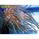 Buy Condylactis Anemone - Common (Atlantic) in Canada for as low as 20.95