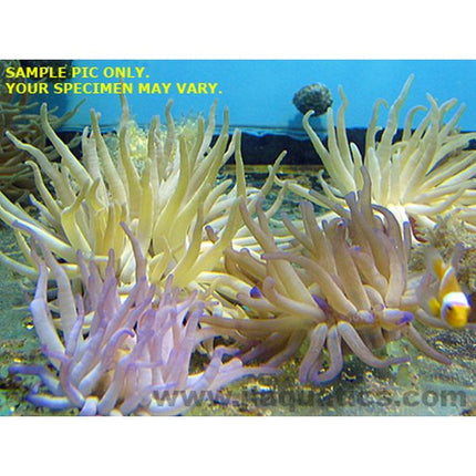 Condylactis Anemone - Common