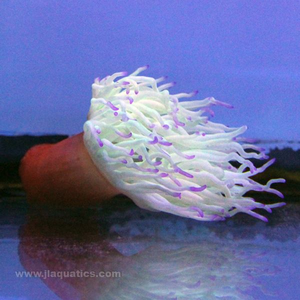 Buy Condylactis Anemone - Ultra (Atlantic) in Canada for as low as 52.45