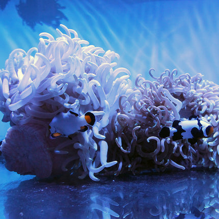 Long Tentacle Anemone