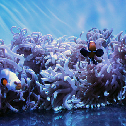 Long Tentacle Anemone